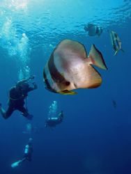Diving With The Bats! Taken In Redang With Canon S80. by Edvin Eng 